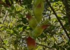<i>Vriesea philippocoburgii</i> Wawra  [Bromeliaceae]