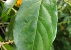 <i>Combretum fruticosum</i> (Loefl.) Stuntz [Combretaceae]