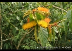 <i>Combretum fruticosum</i> (Loefl.) Stuntz [Combretaceae]