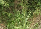 <i>Eryngium pandanifolium</i> Cham. & Schltdl. [Apiaceae]