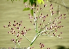 <i>Eryngium pandanifolium</i> Cham. & Schltdl. [Apiaceae]