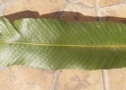 <i>Niphidium crassifolium</i> (L.) Lellinger [Polypodiaceae]