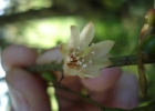 <i>Lepismium lumbricoides</i> (Lem.) Barthlott [Cactaceae]