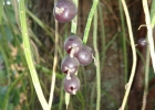 <i>Lepismium lumbricoides</i> (Lem.) Barthlott [Cactaceae]