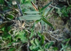 <i>Dichanthelium sabulorum</i> (Lam.) Gould & C.A. Clark [Poaceae]
