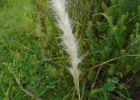 <i>Bothriochloa laguroides</i> (DC.) Herter [Poaceae]