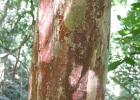 <i>Campomanesia xanthocarpa</i> O.Berg [Myrtaceae]