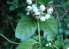 <i>Chiococca alba</i> (L.) Hitchc. [Rubiaceae]