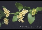 <i>Chiococca alba</i> (L.) Hitchc. [Rubiaceae]