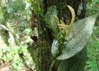 <i>Psilochilus modestus</i> Barb. Rodr. [Orchidaceae]