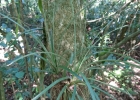 <i>Aechmea recurvata</i> (Klotzsch) L. B. Sm. [Bromeliaceae]