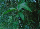 <i>Passiflora suberosa</i> L. [Passifloraceae]