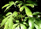 <i>Lamanonia ternata</i> Vell. [Cunoniaceae]