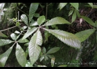 <i>Lamanonia ternata</i> Vell. [Cunoniaceae]