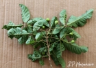 <i>Vitex megapotamica</i> (Spreng.) Moldenke [Lamiaceae]