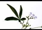 <i>Vitex megapotamica</i> (Spreng.) Moldenke [Lamiaceae]