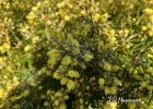 <i>Mimosa scabrella</i> Benth. [Fabaceae]