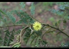 <i>Mimosa scabrella</i> Benth. [Fabaceae]