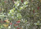 <i>Acca sellowiana</i> (O.Berg) Burret [Myrtaceae]