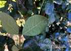 <i>Acca sellowiana</i> (O.Berg) Burret [Myrtaceae]