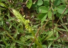 <i>Habenaria parviflora</i> Lindl.  [Orchidaceae]