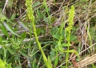 <i>Habenaria parviflora</i> Lindl.  [Orchidaceae]