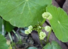 <i>Hydrocotyle bonariensis</i> Lam. [Araliaceae]