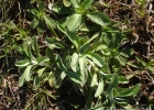 <i>Gamochaeta americana</i> (Mill.) Wedd. [Asteraceae]