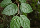 <i>Campomanesia xanthocarpa</i> O.Berg [Myrtaceae]