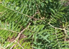 <i>Mimosa pigra</i> L. [Fabaceae]