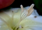 <i>Ipomoea alba</i> L. [Convolvulaceae]