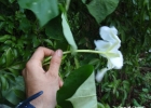 <i>Ipomoea alba</i> L. [Convolvulaceae]