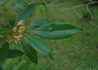 <i>Ocotea pulchella</i> (Nees) Mez [Lauraceae]