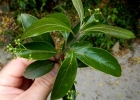 <i>Ocotea pulchella</i> (Nees) Mez [Lauraceae]