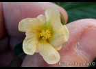 <i>Sida rhombifolia</i> L. [Malvaceae]