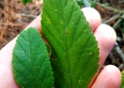 <i>Sida rhombifolia</i> L. [Malvaceae]