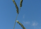 <i>Paspalum pauciciliatum</i> (Parodi) Herter [Poaceae]