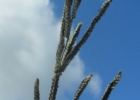 <i>Paspalum pauciciliatum</i> (Parodi) Herter [Poaceae]