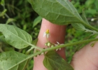 <i>Solanum americanum</i> Mill. [Solanaceae]