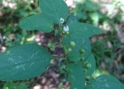 <i>Solanum americanum</i> Mill. [Solanaceae]