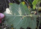<i>Solanum viarum</i> Dunal [Solanaceae]