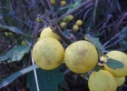 <i>Solanum viarum</i> Dunal [Solanaceae]