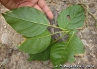<i>Phytolacca dioica</i> L. [Phytolaccaceae]