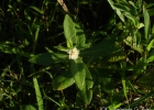 <i>Alternanthera philoxeroides</i> (Mart.) Griseb. [Amaranthaceae]
