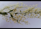 <i>Iresine diffusa</i> Humb. & Bonpl. ex Willd. [Amaranthaceae]