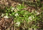 <i>Pluchea sagittalis</i> (Lam.) Cabrera [Asteraceae]