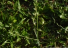 <i>Symphyotrichum squamatum</i> (Spreng.) G.L. Nesom [Asteraceae]