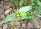 <i>Eclipta prostrata</i> (L.) L. [Asteraceae]