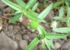 <i>Eclipta prostrata</i> (L.) L. [Asteraceae]