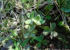 <i>Oxalis perdicaria</i> (Molina) Bertero [Oxalidaceae]